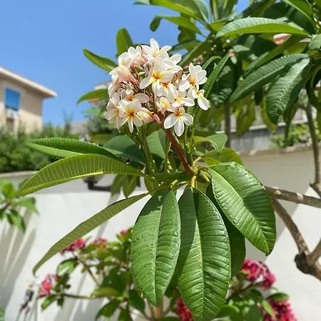 Holiday home Delle Pomelie Isola delle Femmine